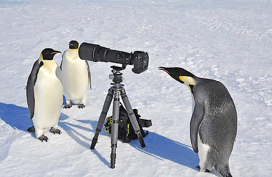 24 факта об Антарктиде, которые настолько поразительны, что не хватает слов!