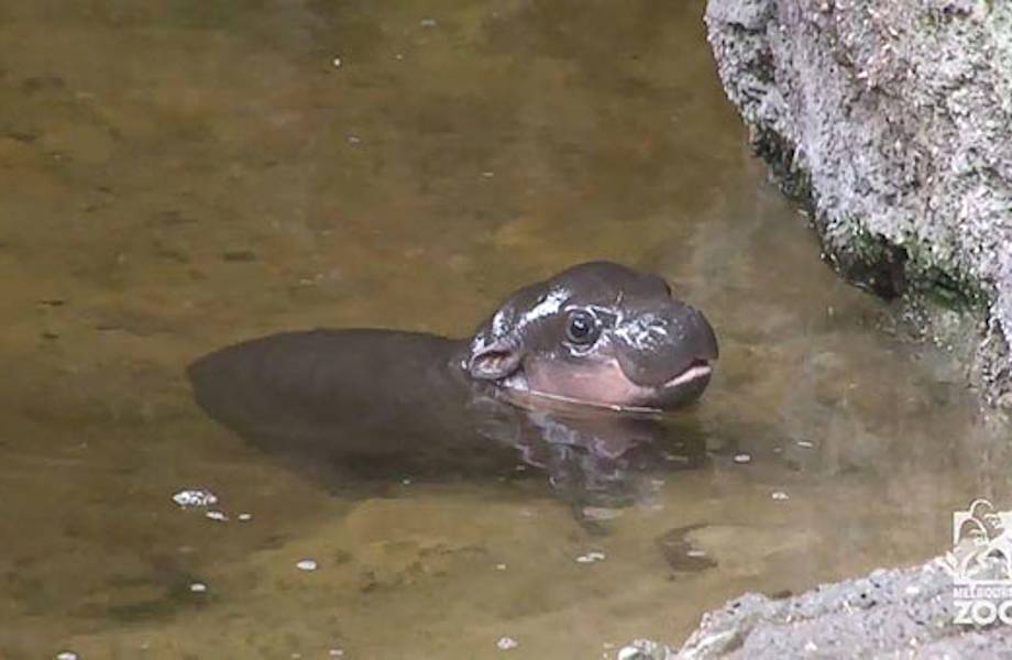 Невероятно очаровательный детеныш карликового бегемота впервые плавает в бассейне
