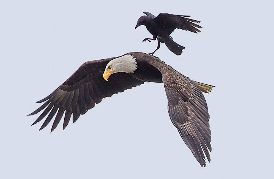 Вороне удалось полетать на спине орла. Уникальные кадры!