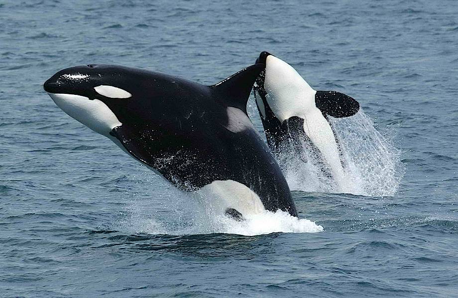 Лучшие места в Европе, где можно встретить китов