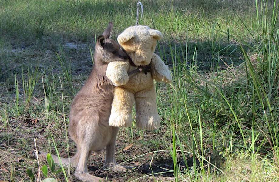 Осиротевший детеныш кенгуру просто хочет обнять своего плюшевого мишку
