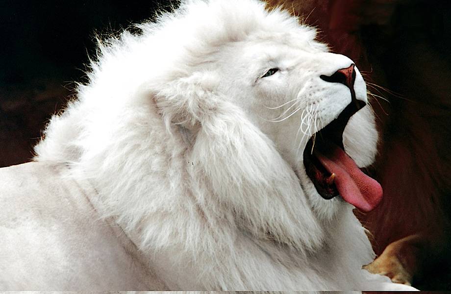 20 потрясающе красивых животных-альбиносов