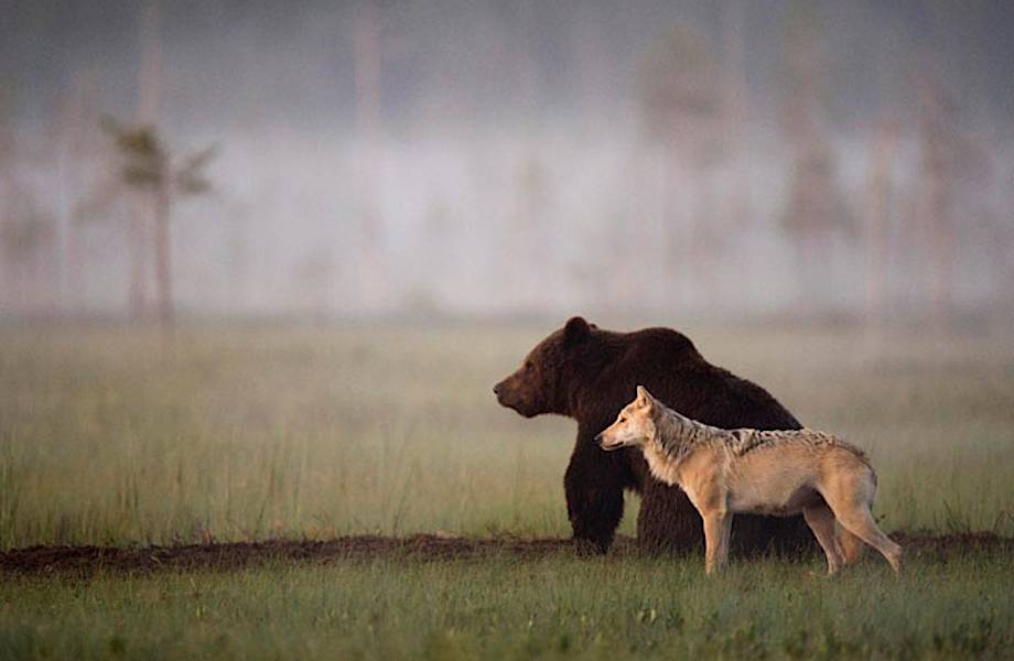 Финский фотограф запечатлел необычную дружбу волка и медведя