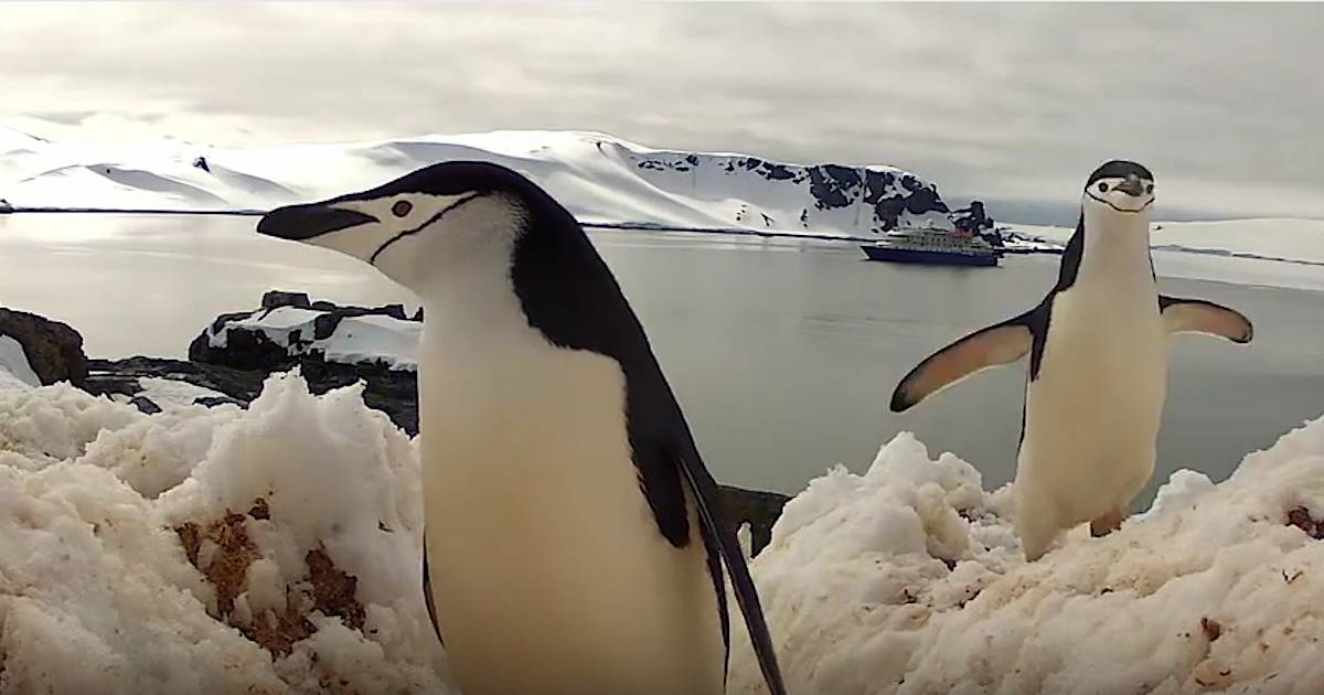 Поднимать пингвинов в антарктиде вакансии. Пингвины в Антарктиде. Переворачиватель пингвинов профессия. Антарктический Пингвин. Антарктида дельфины пингвины.