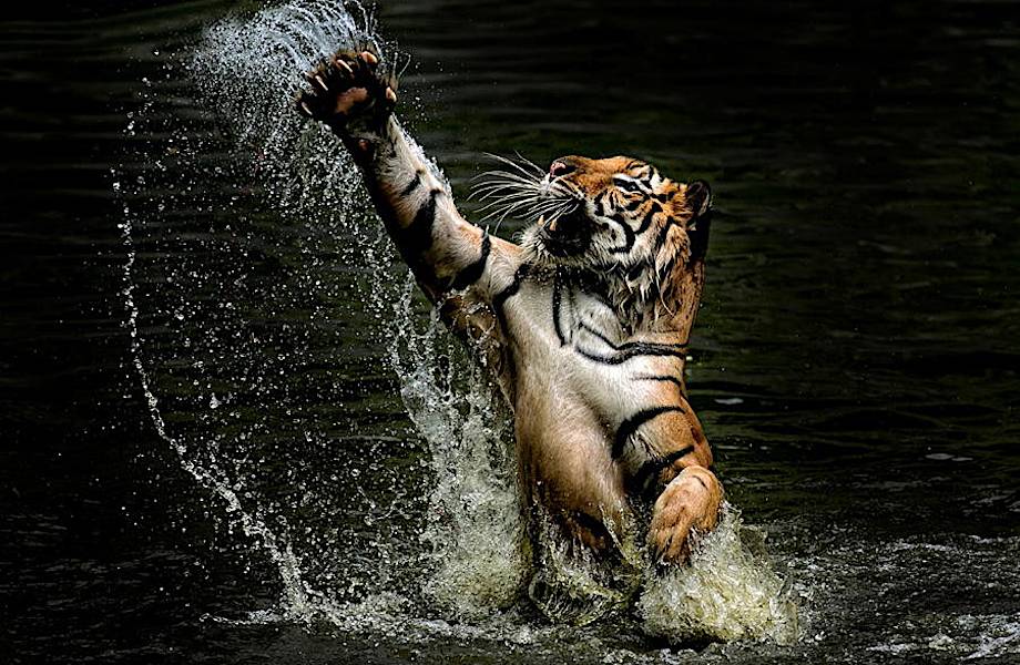 Тигры — дикий животный магнетизм в 20 потрясающих фотографиях