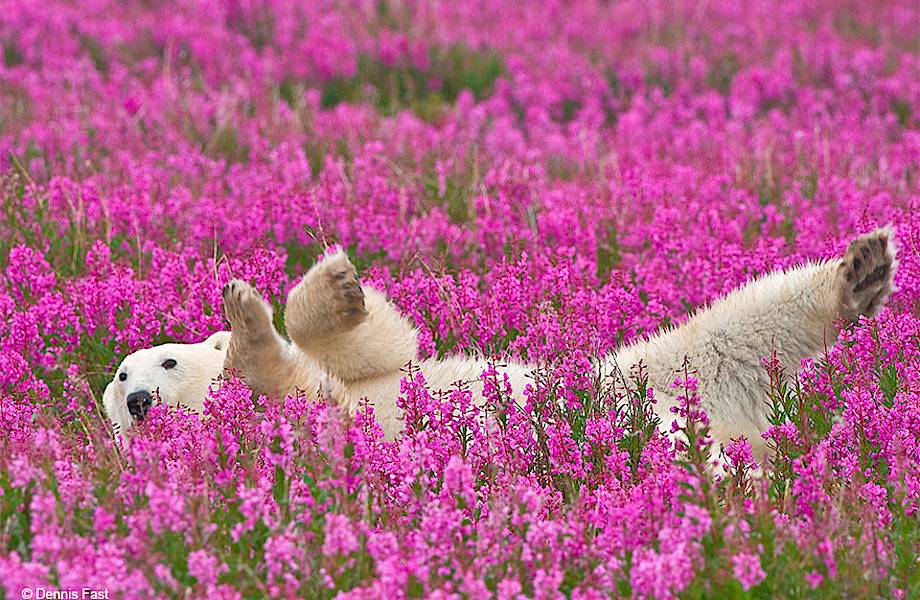 Эти полярные мишки, резвящиеся на цветочном поле, стали звездами интернета