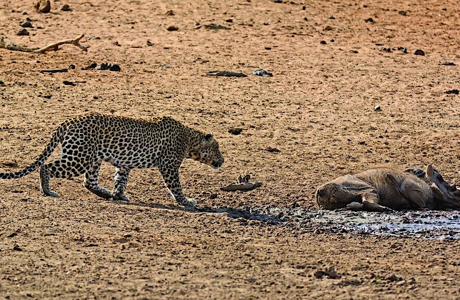 Этот кабан забыл, что спать на территории леопардов смертельно опасно!