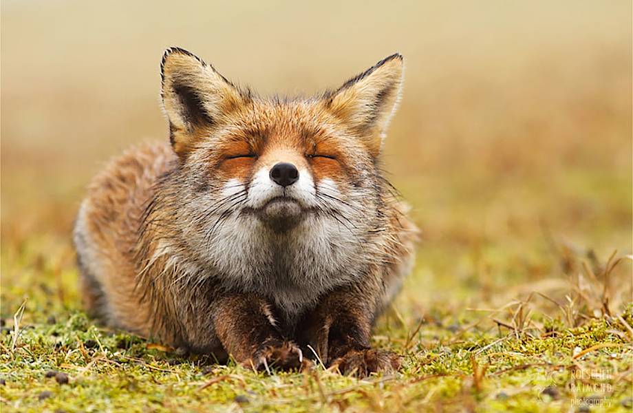 13 снимков очаровательных лис, которые умеют наслаждаться жизнью