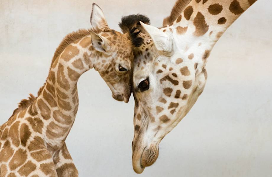 15 очаровательных семейных снимков животных. Сама нежность и любовь!