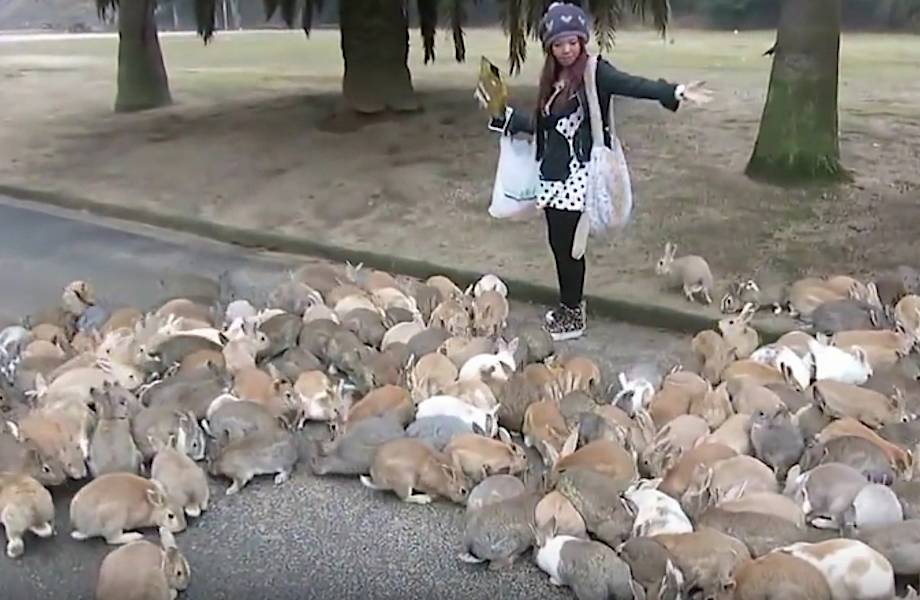 WILD Rabbits on Japan's Rabbit Island! - YouTube