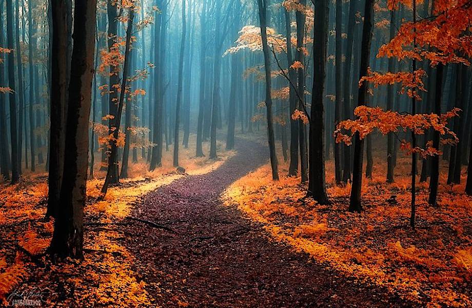 20 нереально красивых снимков сказочных осенних лесов от Янека Седлара