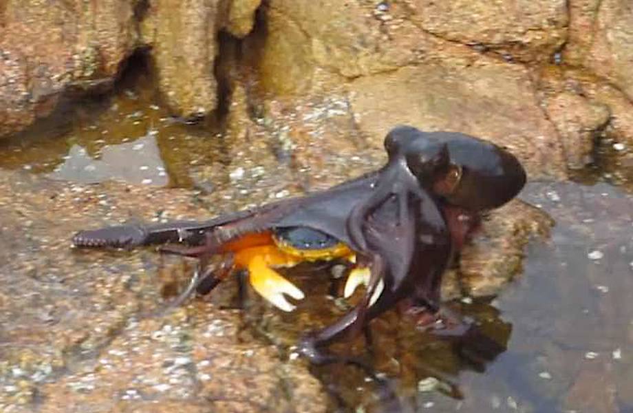 Видео: Cмертельная схватка краба и осьминога на суше