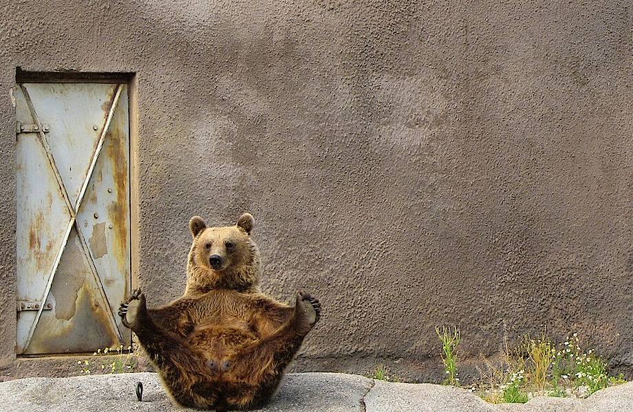 Бесценные уроки йоги от медведей из разных уголков нашей планеты