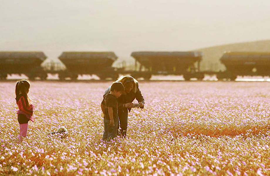 Ты не поверишь, но это цветочное поле еще недавно было самой сухой пустыней на планете!