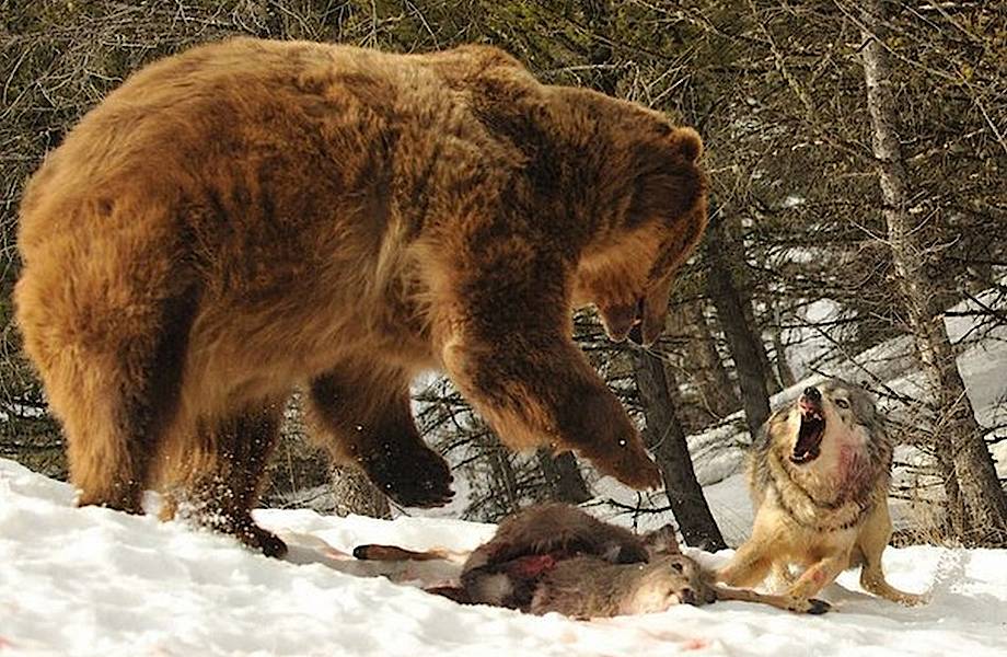 Как выглядят жестокие бои в дикой природе
