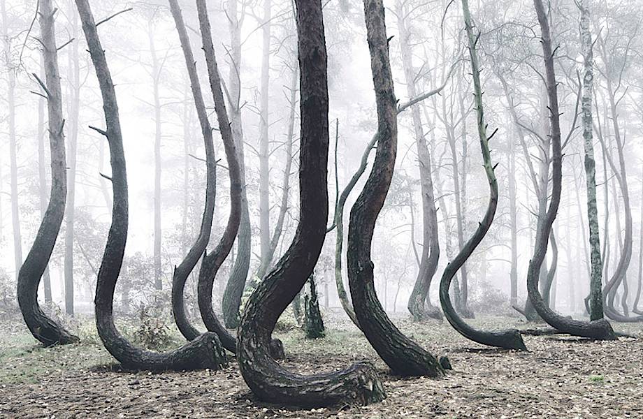 Ученые не знают, что с этими растениями! Таинственный лес из 400 изогнутых деревьев в Польше