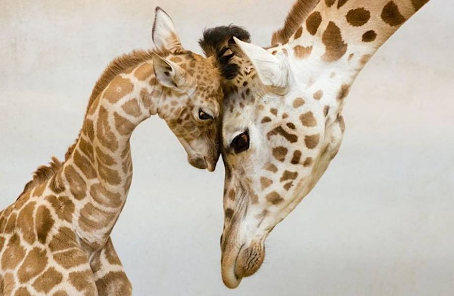 14 трогательных и забавных фото диких животных с их очаровательными детенышами