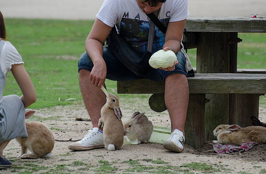 Остров кроликов: захватывающее путешествие на Окуносиму