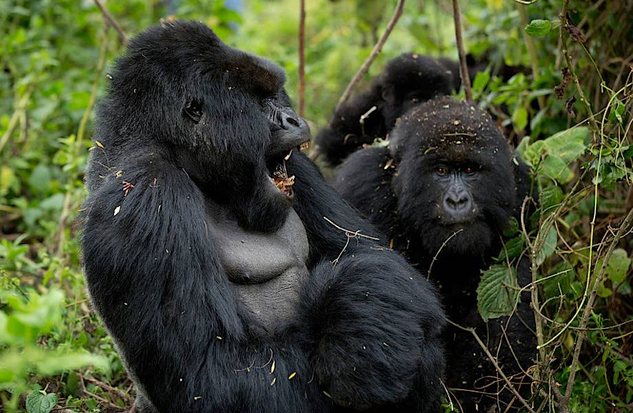 Горные гориллы из Руанды: этих удивительных животных осталось очень мало