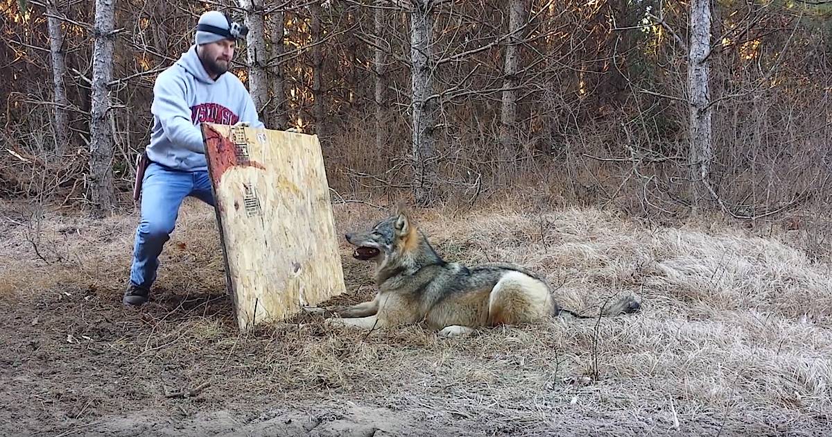 Современный капкан. Песня я уже в капкане. Песня я уже в капкане. Песня я уже в капкане. Песня я уже в капкане.