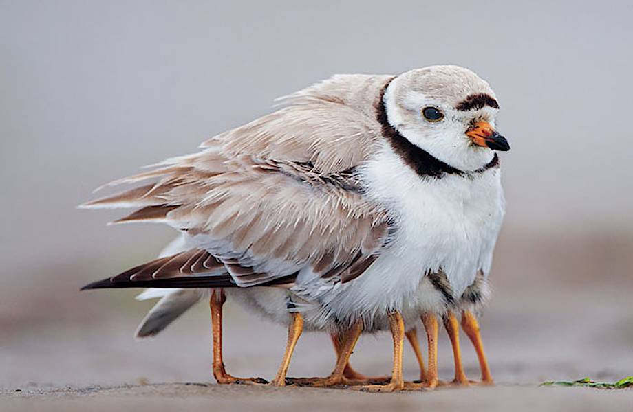 20 трогательных снимков диких птиц, которые заботятся о своих детях