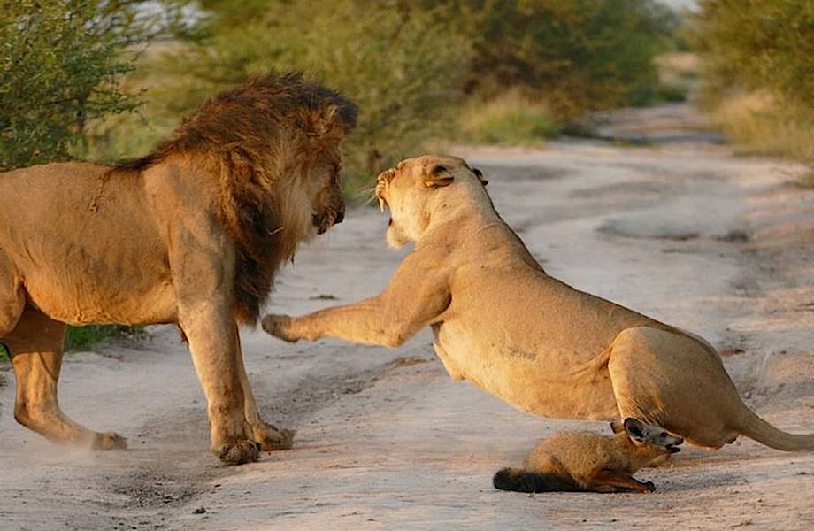 Львицу так поразила храбрость раненого лисенка, что она защитила его от своего прайда!