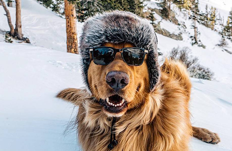 Парень из Колорадо доказывает, что собаки — лучшие спутники в путешествиях