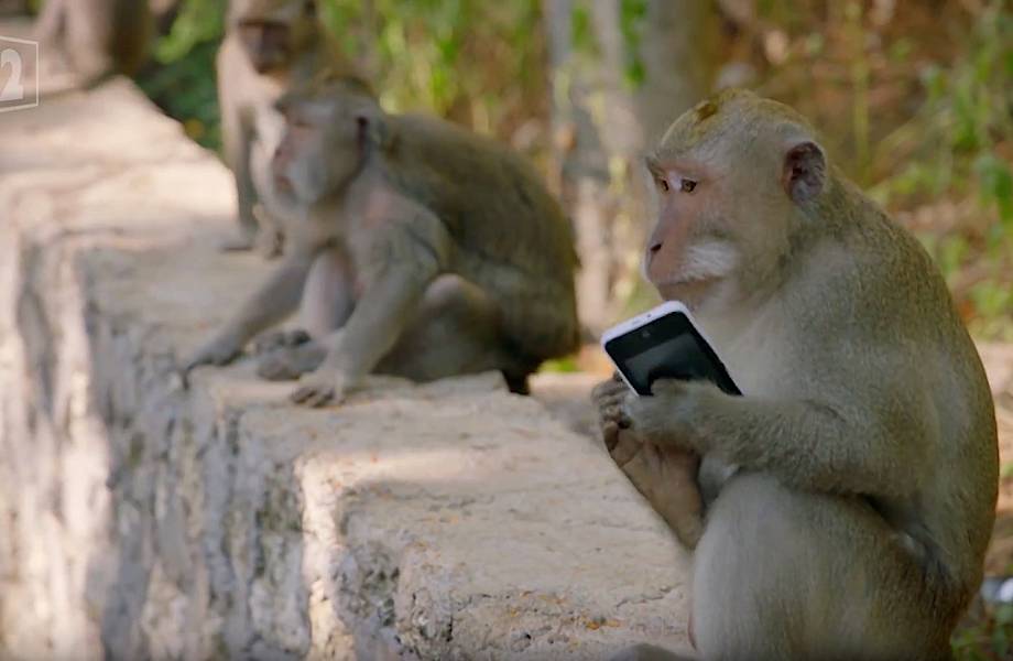 Удивительно, как хитрые обезьяны воруют у туристов вещи и обменивают их на  еду!