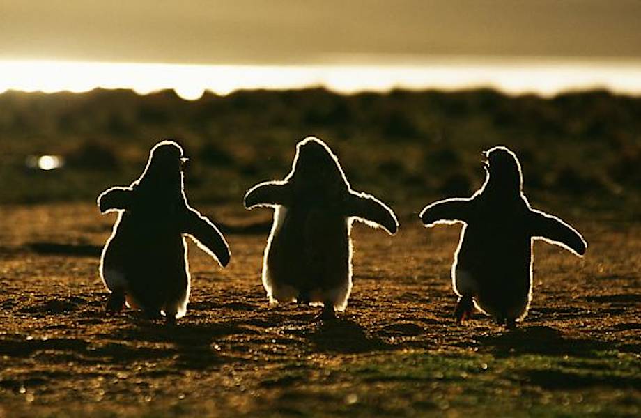 20 очаровательных снимков пингвинов, доказывающих, что не любить этих птиц невозможно!