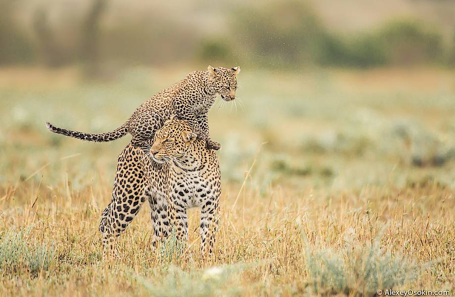 Леопардик Поли — мимилейшее создание!