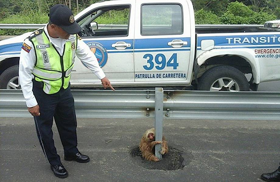 Полицейский спас крошечного испуганного ленивца, оказавшегося на огромном шоссе