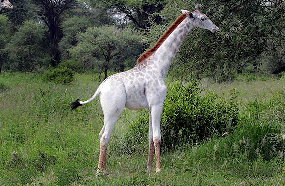 Редкий белый жираф был обнаружен в Танзании