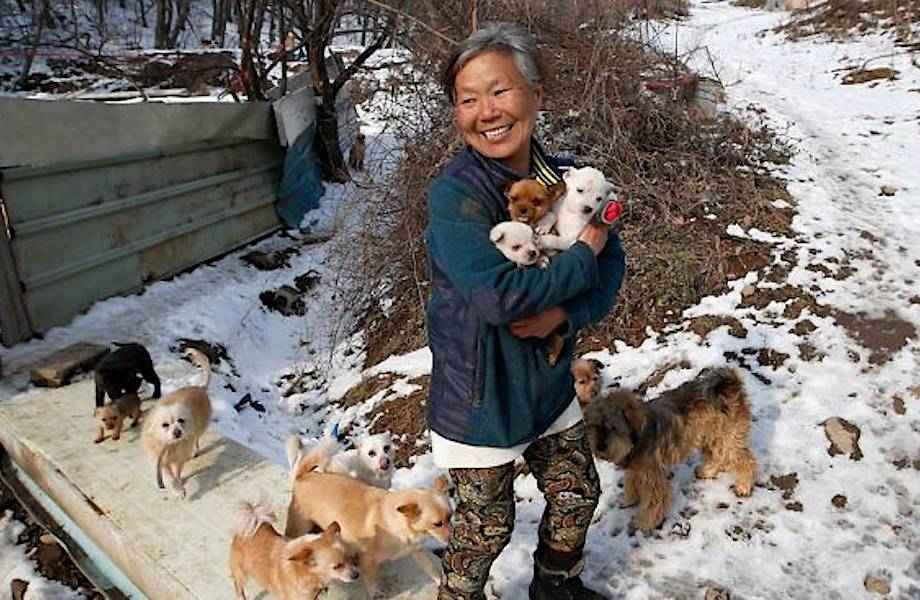 Эта удивительная женщина из Южной Кореи спасает собак от ужасной смерти
