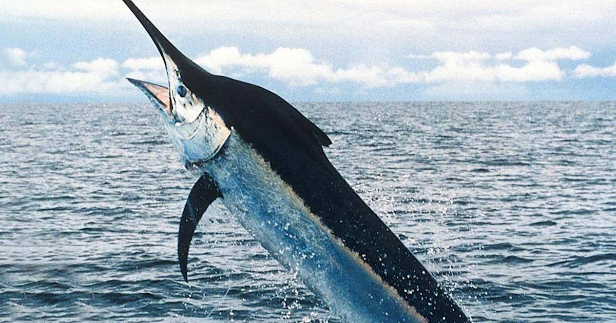 Как выглядит рыба марлен Морской биолог показал, как выглядит детеныш рыбы-меч