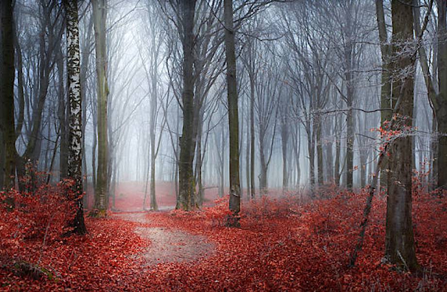 12 загадочных снимков лесов, после которых ты поймешь, что сказка реальна! 