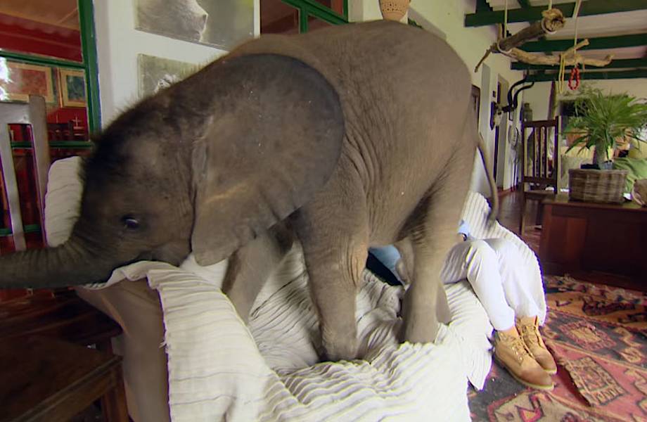 Слоненок следует за этой женщиной по пятам после того, как она спасла его от смерти!