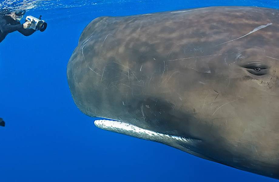 15 величественных снимков китов, на которые невозможно смотреть без восторга 