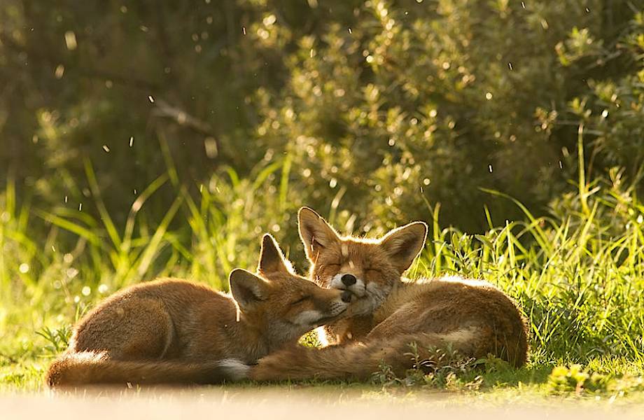 11 снимков влюбленных лисиц, которые растрогают даже самого заядлого циника