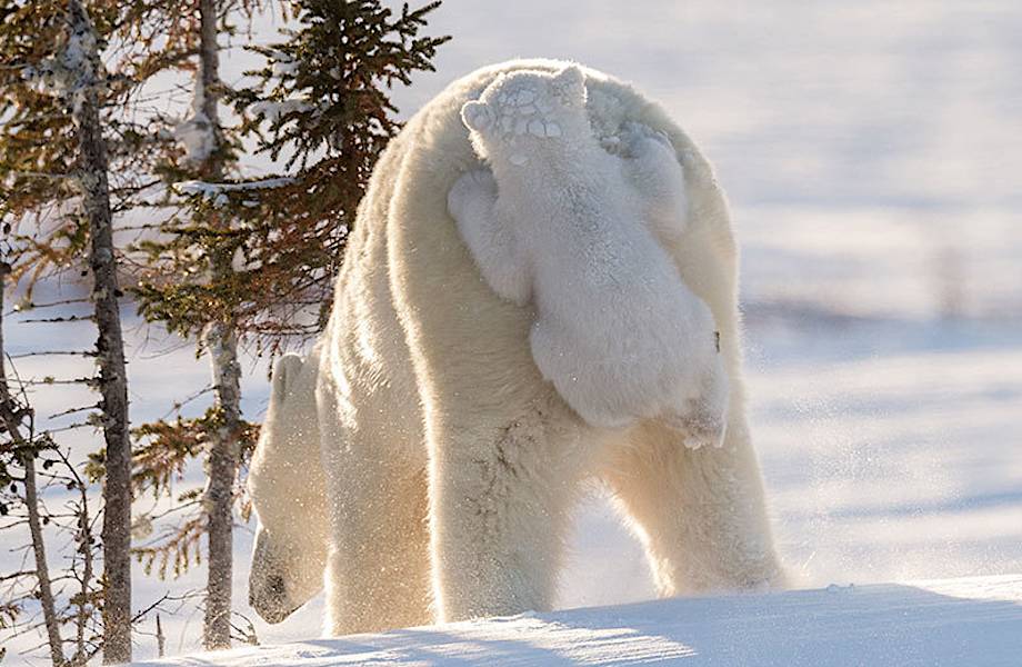 13 детенышей белых медведей, от очарования которых можно упасть в обморок!