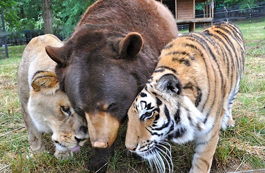 Медведь, лев и тигр не разлучаются уже 15 лет!