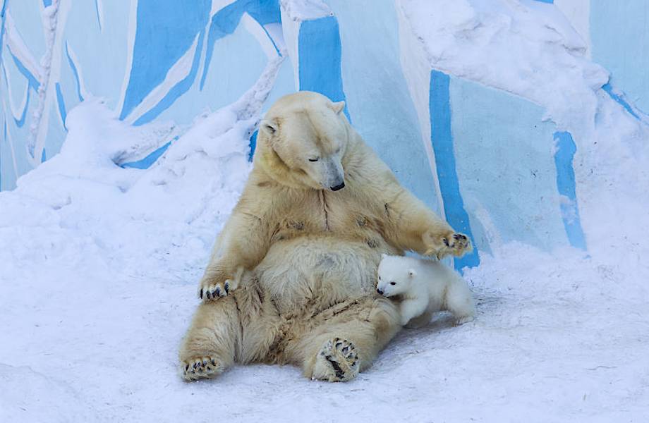 Белая медведица играет со своим детенышем в снегу в первый раз!