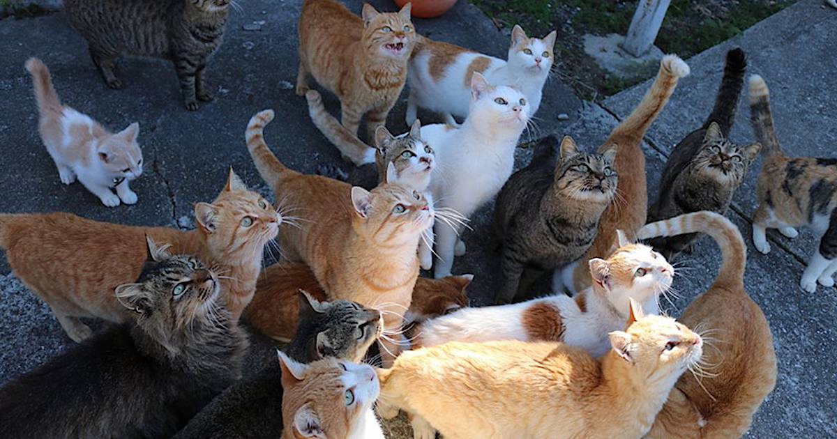 Остров кошек. Японский остров кошек Аошима. Много кошек. Куча котов. Множество котов.