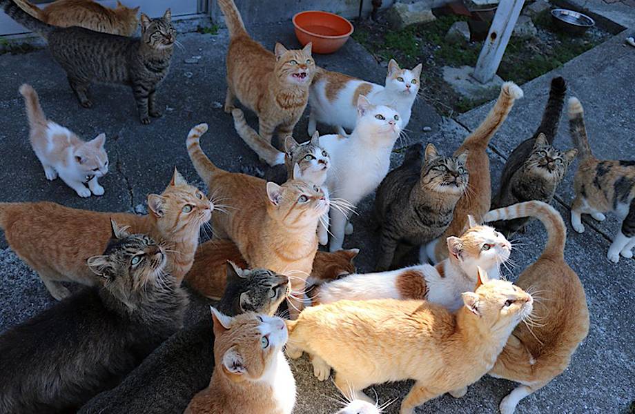 Пользователи сети буквально завалили этот японский кошачий остров едой для питомцев! 