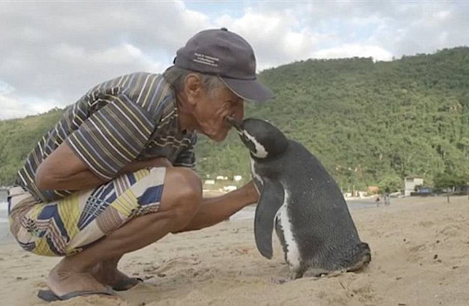 Удивительная история этого пингвина всего за пару дней покорила весь мир! 