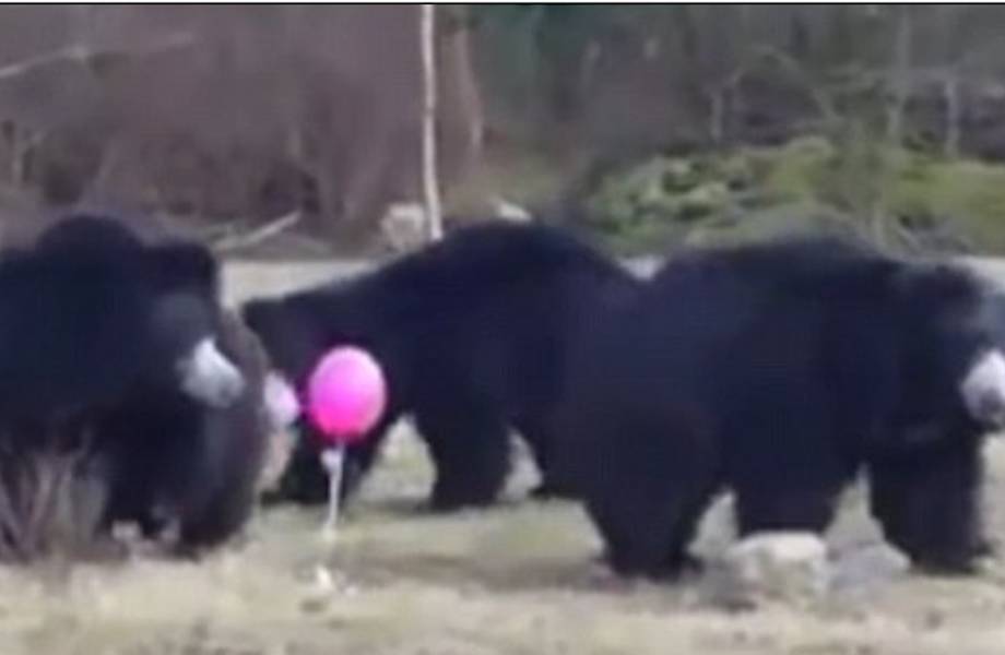 Видеохит, взорвавший сеть: медведи играют с воздушным шариком! 