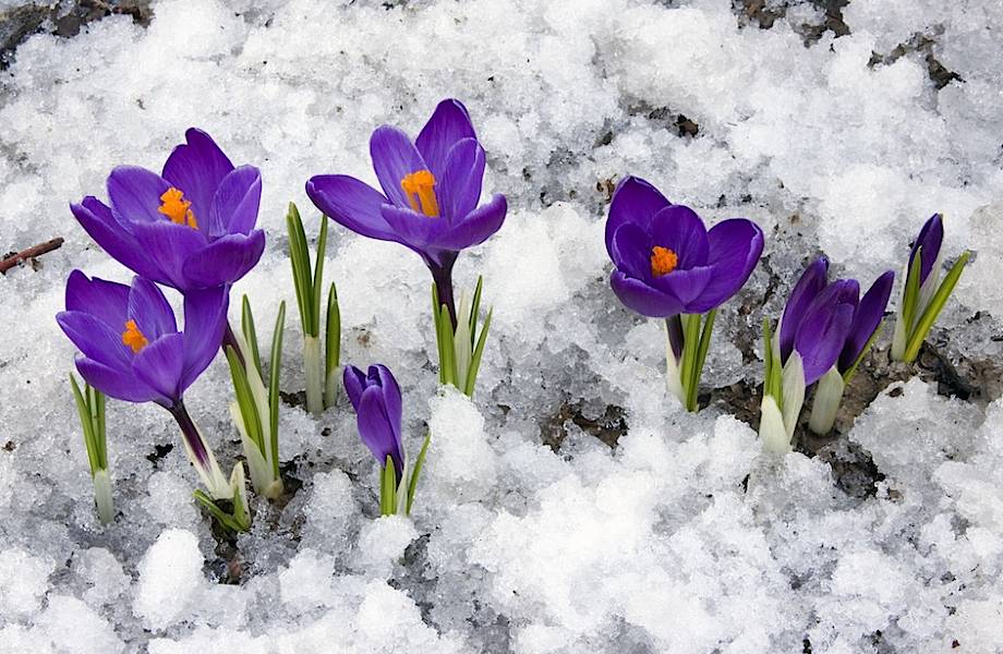 15 прекрасных и радостных снимков о том, что весна наступила
