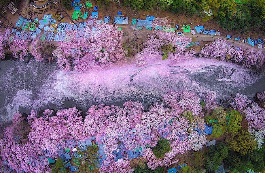17 волшебных фотографий цветения сакуры в Японии от National Geographic