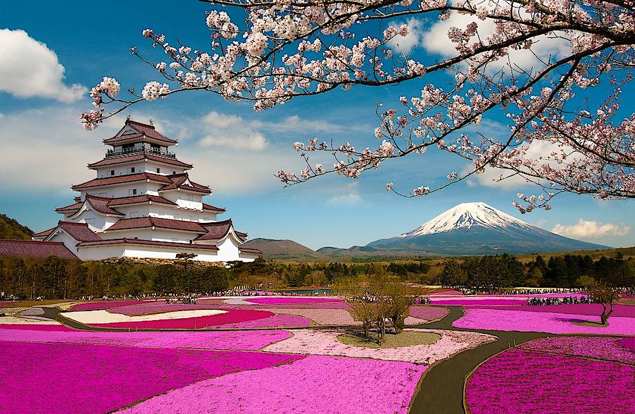 12 волшебных снимков цветения сакуры