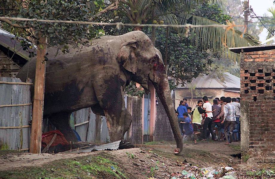 Взбесившийся слон ворвался на улицы индийского города