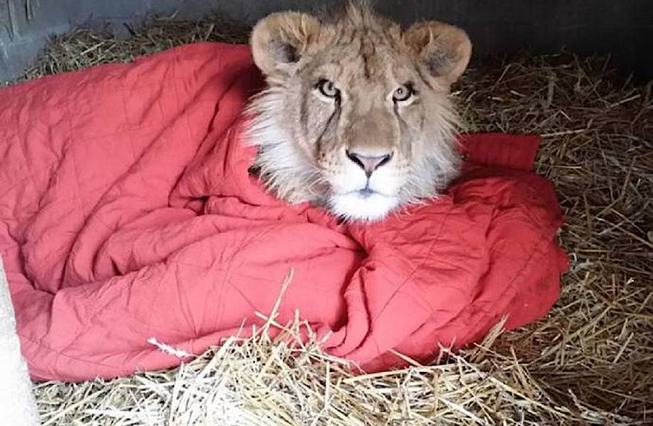 Спасенный львенок не может спать без своего одеяльца, несмотря на то, что уже вырос